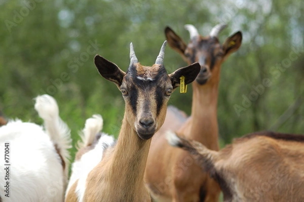 Fototapeta les chèvres
