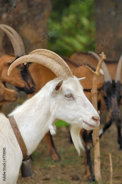 Fototapeta la chèvre
