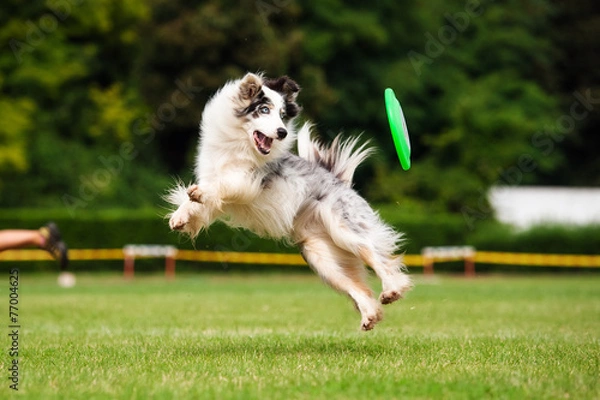 Obraz Border collie pies łapie frisbee w skoku