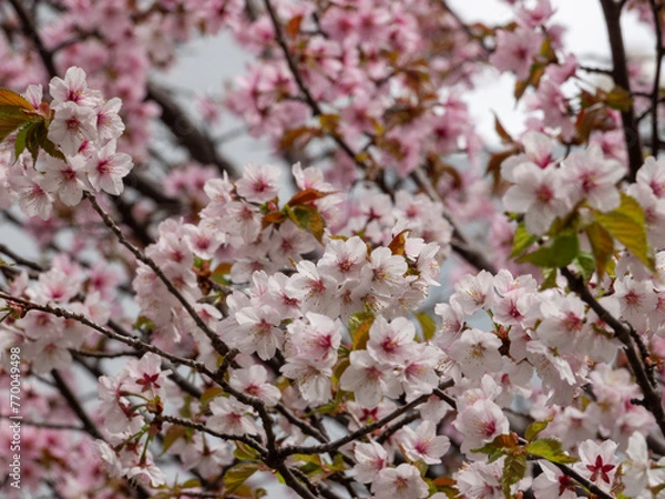 Obraz 寒地土木研究所の桜（北海道札幌市豊平区）