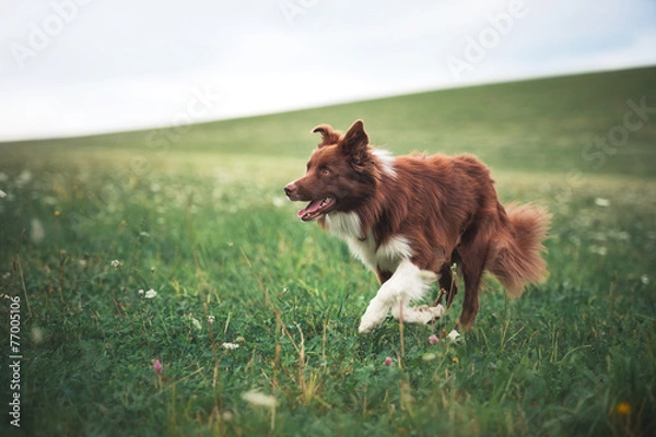 Obraz Red border collie dog running in a meadow