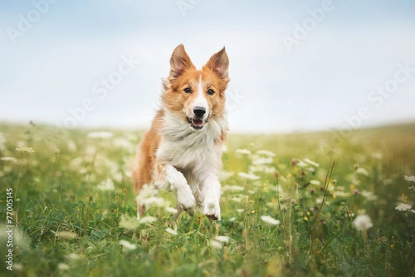 Fototapeta Czerwony pies border collie działa na łące