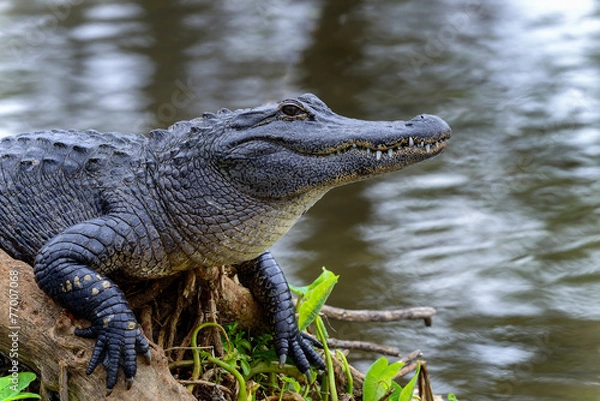 Fototapeta american alligator