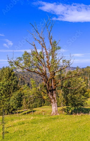 Fototapeta Bayern, Eibillefälle, 