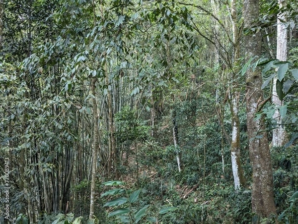 Obraz trees in the forest