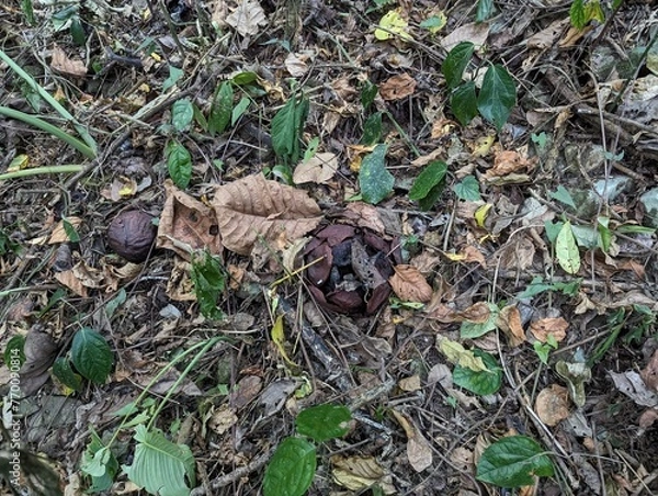 Obraz mushrooms in the grass