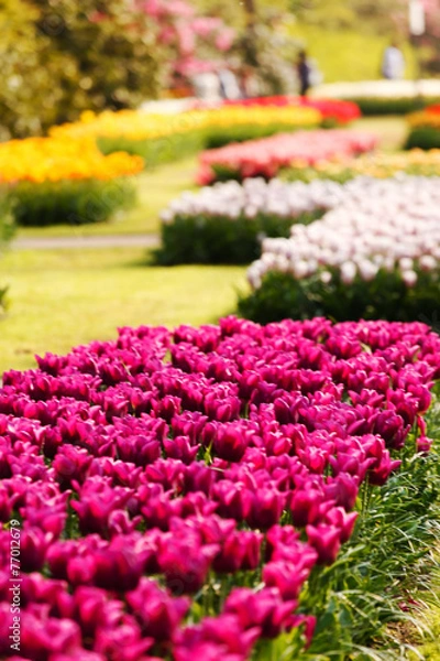 Fototapeta spring garden