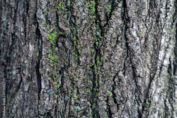 Fototapeta tree texture