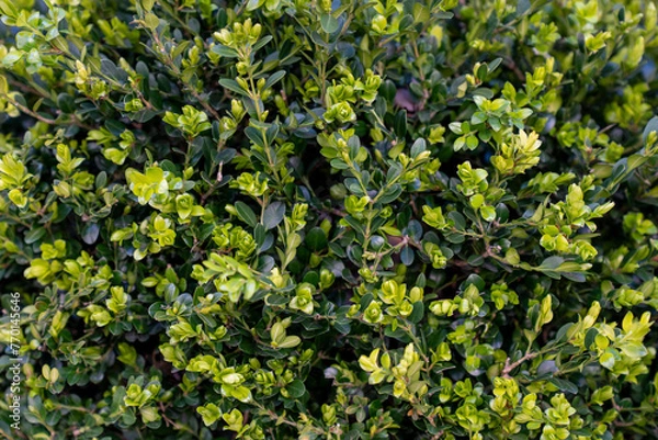 Obraz green leaves background