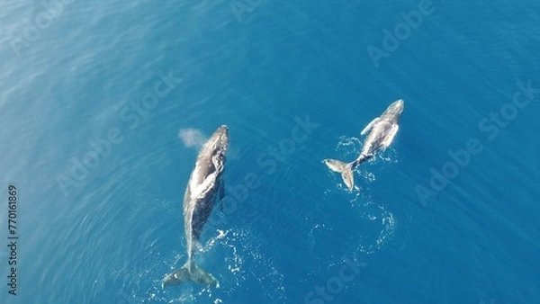 Obraz Whales swimming in the ocean, photos taken via drone