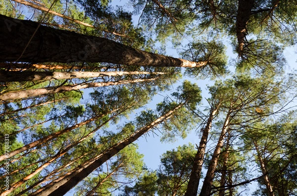 Obraz Forest