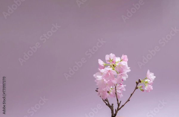 Obraz 桜　sakura cherry blossoms