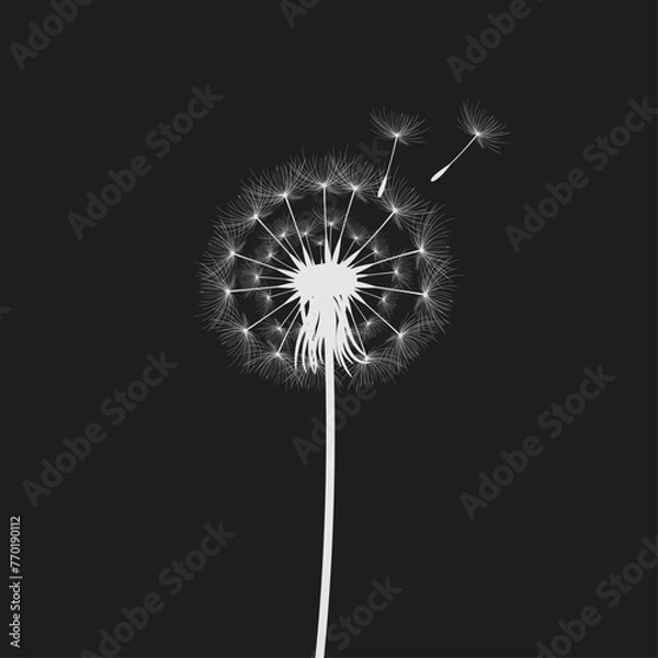 Fototapeta Vector illustration dandelion time. Black Dandelion seeds blowing in the wind. The wind inflates a dandelion isolated on black background.