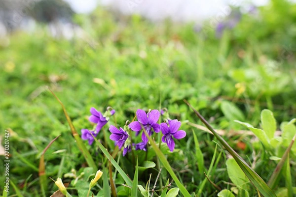 Fototapeta 雑草の中で花咲くスミレ