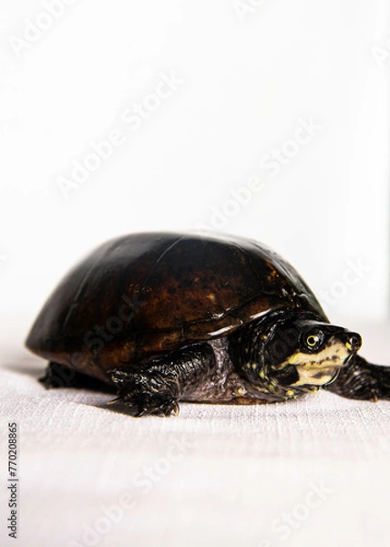 Fototapeta eastern musk turtle on a white background