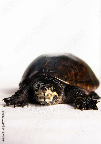 Fototapeta eastern musk turtle on a white background