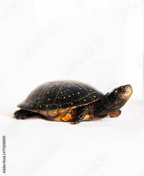 Obraz Spotted Turtle isolated on white background