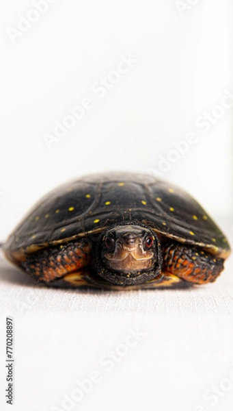 Obraz Spotted Turtle isolated on white background