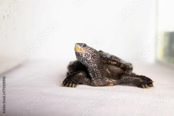 Obraz Diamond-backed terrapin turtle isolated on a white background