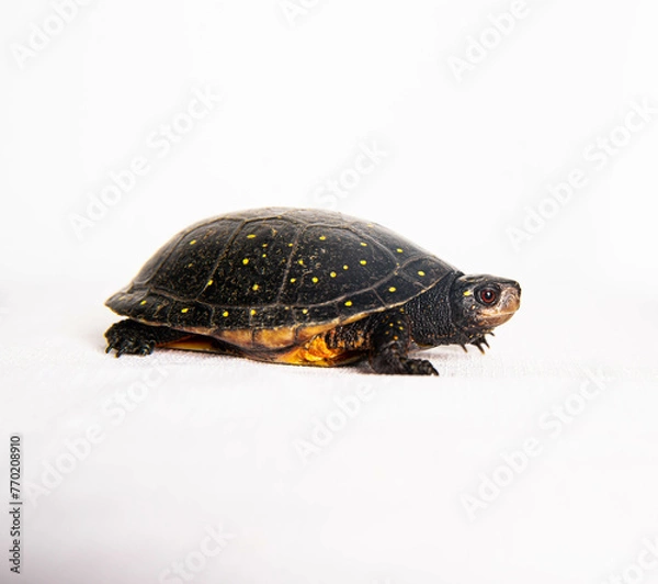 Obraz Spotted Turtle isolated on white background