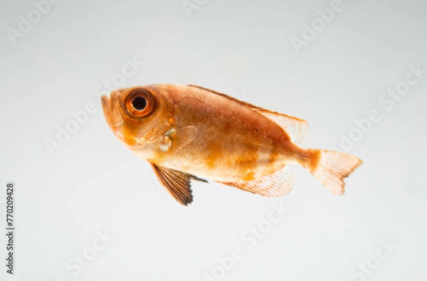 Obraz cockeyed bass isolated on white