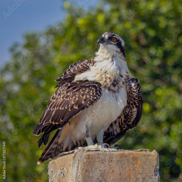 Obraz Magnificent Osprey