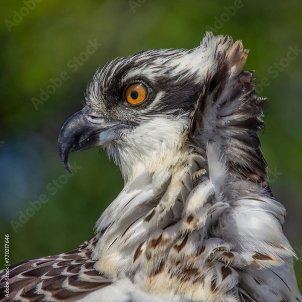 Obraz Magnificent Osprey
