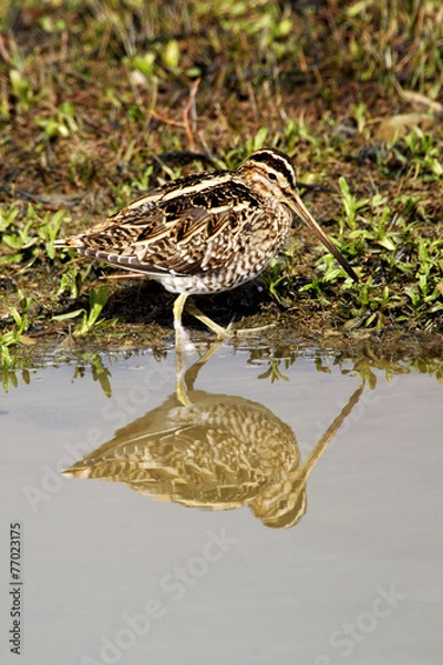 Obraz Snipe Gallinago gallinago