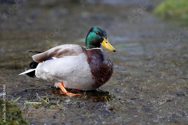 Obraz Mallard - Anas platyrhynchos