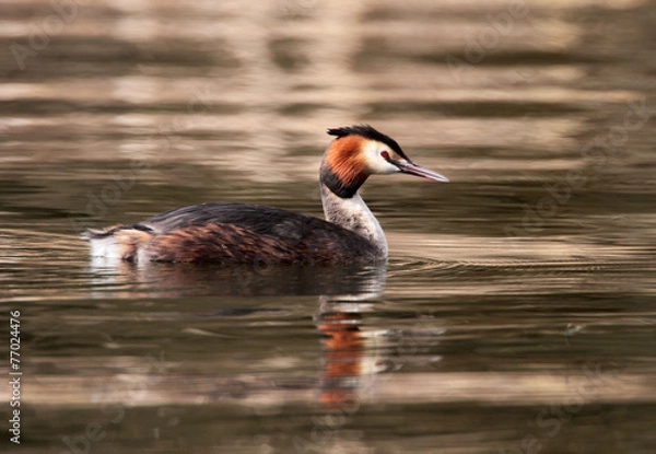 Obraz Great Crested Grebe - Podiceps cristatus