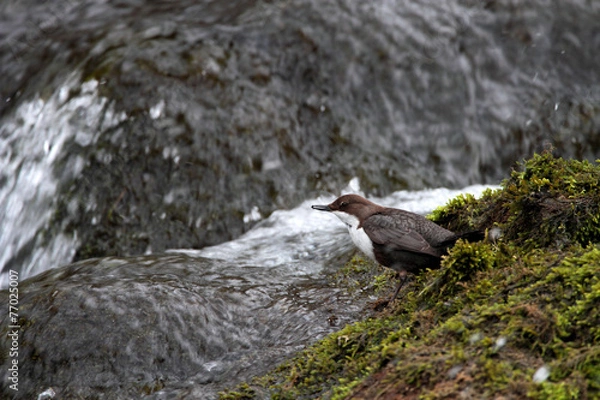 Obraz Dipper - Cinclus cinclus