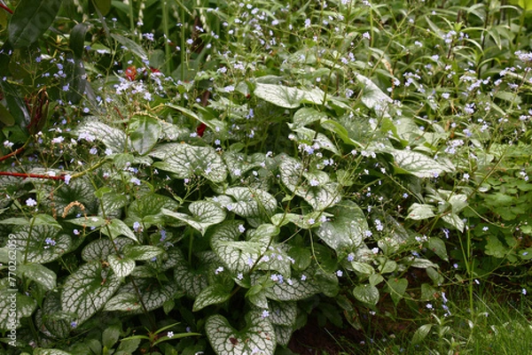 Fototapeta Small blue flowers of a brunnera macrophylla of a grade Jack Frost soar over big leaves with the beautiful drawing.