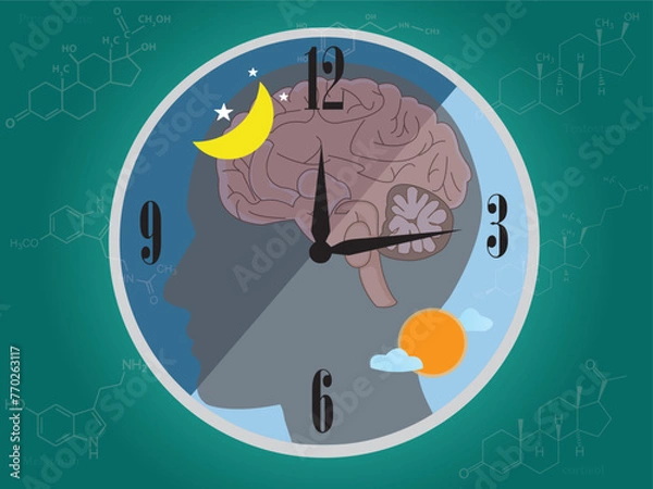Fototapeta The circadian rhythms are controlled by the circadian clock or biological clock that commands our brain to release hormones to control our activity in several days.