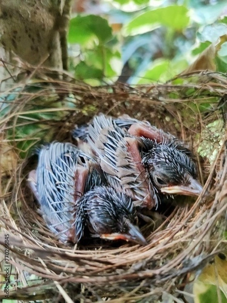 Fototapeta bird in nest