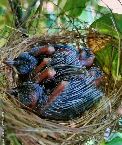 Fototapeta bird in nest