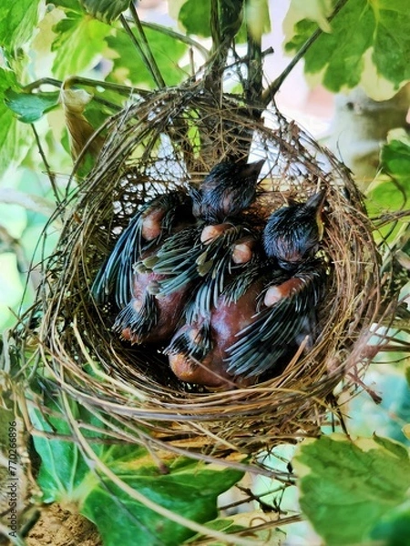 Fototapeta Two little birds with little feathers in the grass nest in the garden.