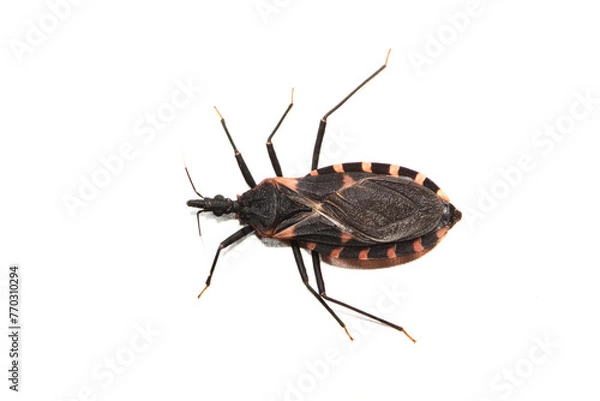 Fototapeta Eastern Bloodsucking Conenose Kissing Bug insect (Triatoma sanguisuga) isolated white background dangerous Chagas disease pest control nature Springtime dorsal copy space.