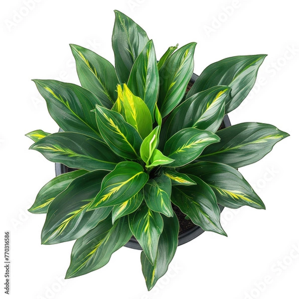Fototapeta Modern botanical d?cor - Cast Iron Plant (Aspidistra elatior) in a stylish pot, isolated on white background, perfect for interior design projects. High-quality image for your creative needs.