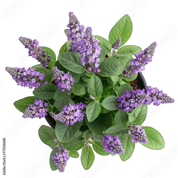 Fototapeta Blooming Butterfly Bush Buddleja davidii in Pot, Isolated on White Background - Top View