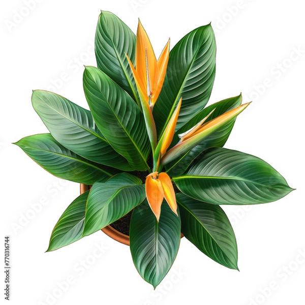 Fototapeta Minimalist Houseplant: Bird of Paradise Strelitzia Reginae in Pot, Isolated on White Background - Top View