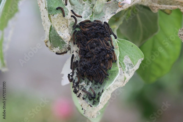 Fototapeta Caterpillars, pests on a fruit tree.