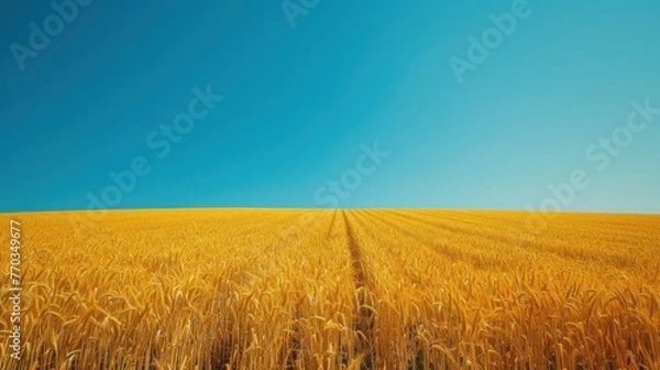 Obraz Golden Wheat Field Under Clear Blue Sky