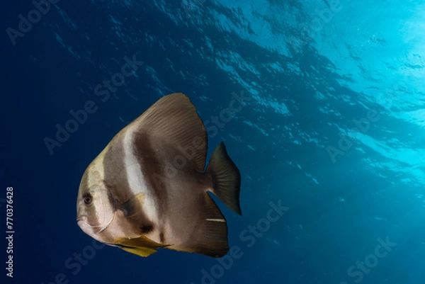 Obraz Lone batfish in mid-water against sunray background