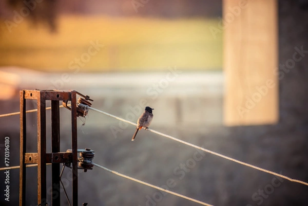 Obraz bird sitting on the wire