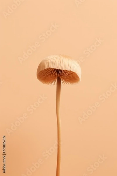 Obraz One mushroom on cream background. Close up image.