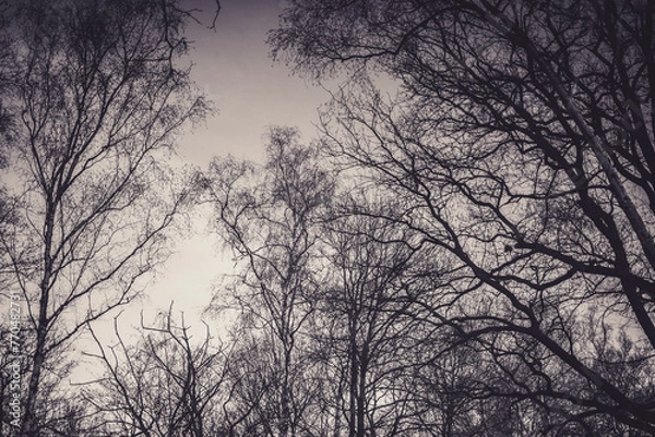 Fototapeta monochrome scene of bare tree branches against a light sky