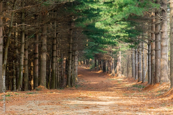 Fototapeta Un magnifico e largo sentiero in un bosco di conifere lungo il cammino di Oropa, Piemonte, Italia, in una giornata di sole in primavera
