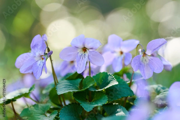 Obraz 日本の春に咲く可愛いすみれの花 タチツボスミレ