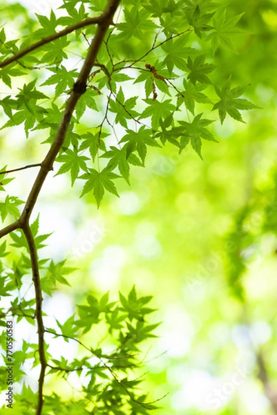 Fototapeta 爽やかな季節