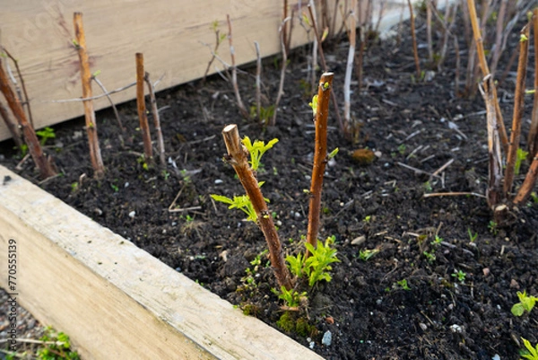 Obraz seedling in the ground, 
raspberry seedling